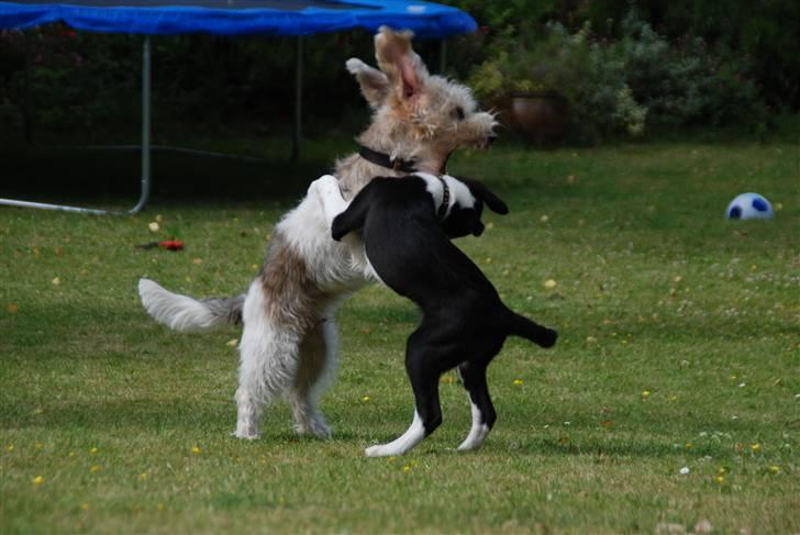 Petit basset griffon wendéen Indiana jones  - indi og eddy leger sammen vild leg billede 10