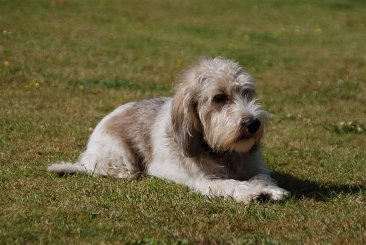 Petit basset griffon wendéen Indiana jones  - indi smuk dejlig sød ved alle <3 billede 11