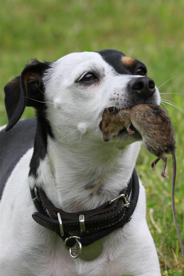 Dansk svensk gaardhund Dina - Vi leger "tagfat"....se selv, hvor godt jeg har "fat" billede 8