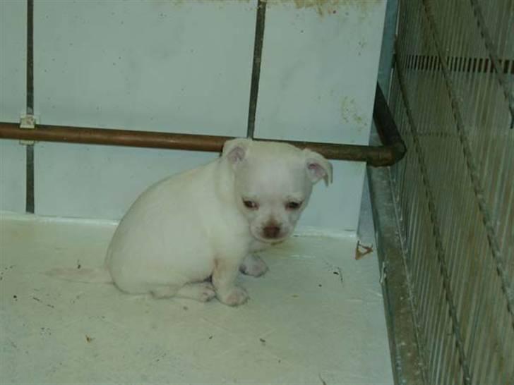 Chihuahua Dia. - Det var den hund vi bestilte og betalte for. Hvid og buttet. billede 1