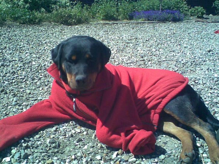 Rottweiler Binee - Binee med trøje xD billede 16