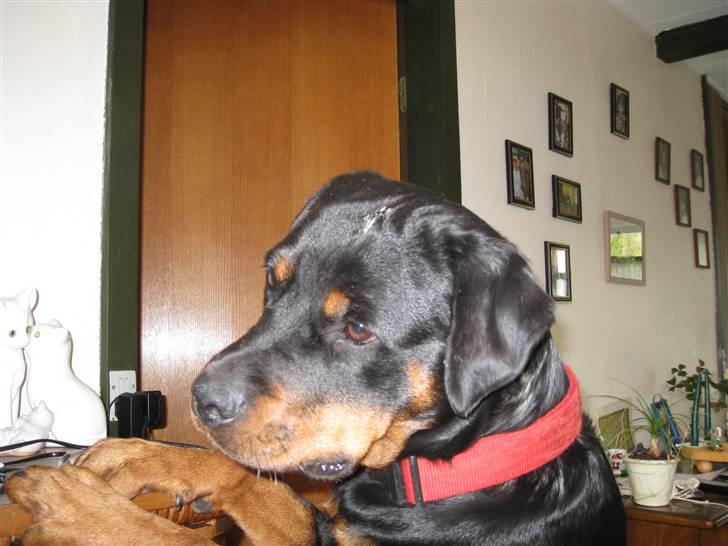 Rottweiler Binee - Skulle lii se hva der var på kommoden:P billede 18