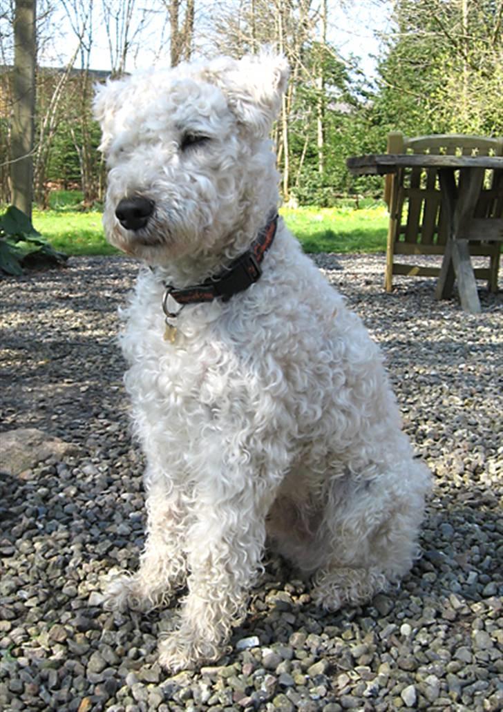 Irish softcoated wheaten terrier Pelé - Min nye famile syntes jeg er sød med min nye klipning. billede 1