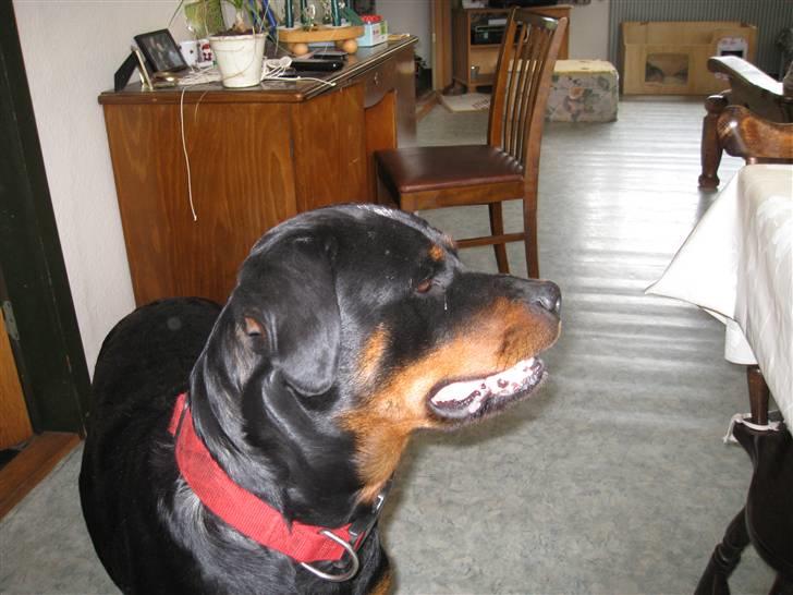 Rottweiler Binee - Er der nogen??[: billede 19