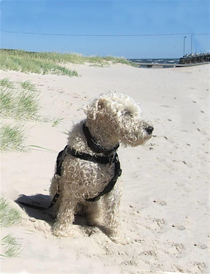 Irish softcoated wheaten terrier Pelé - Pelé er med på ferie på Bornholm billede 2