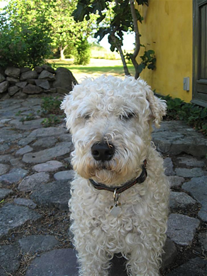 Irish softcoated wheaten terrier Pelé - Dejligt at være på ferie. billede 3