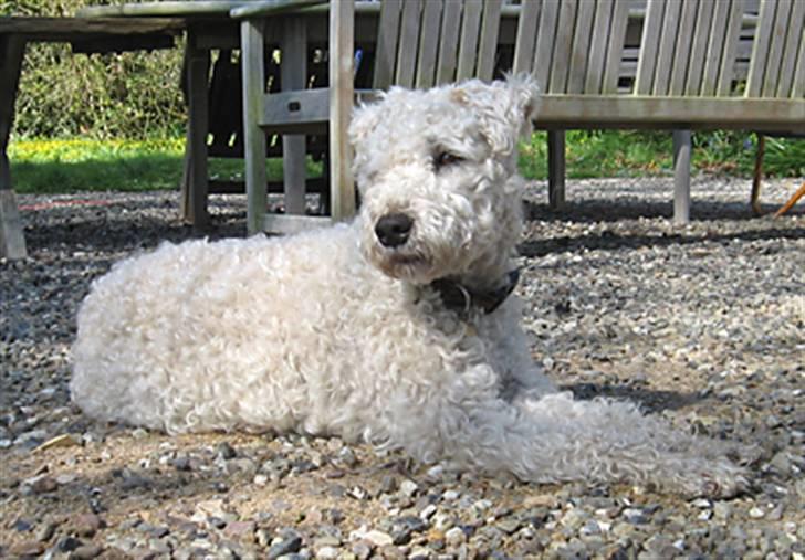 Irish softcoated wheaten terrier Pelé - Pelé nyder at kunne gå ud i haven - næsten hele dagen. billede 4