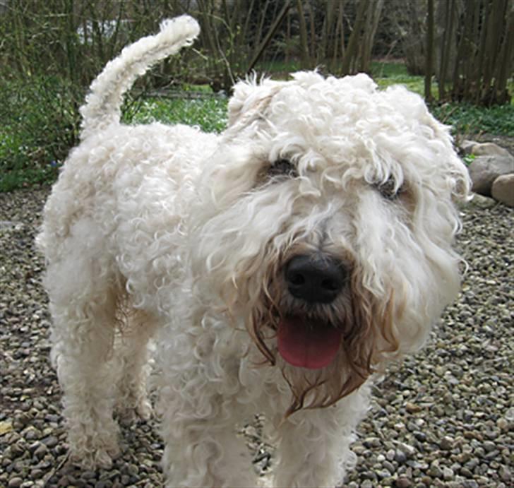 Irish softcoated wheaten terrier Pelé - Den dag hvor Pelé flyttede ind hos os. billede 5