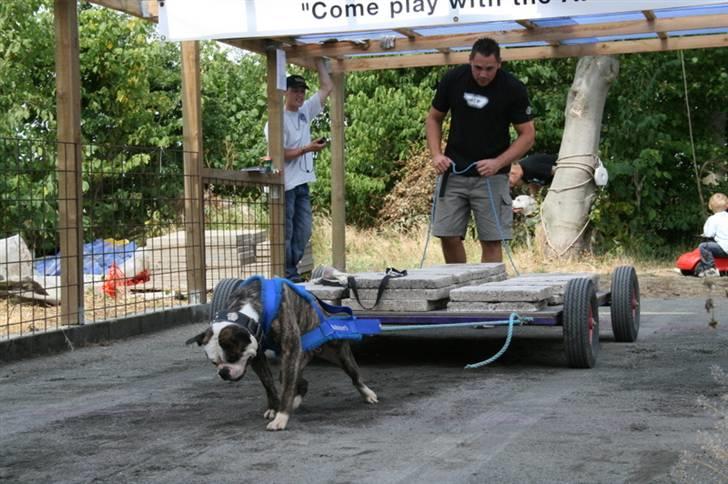 Amerikansk bulldog Bullslayer's Peaches billede 8