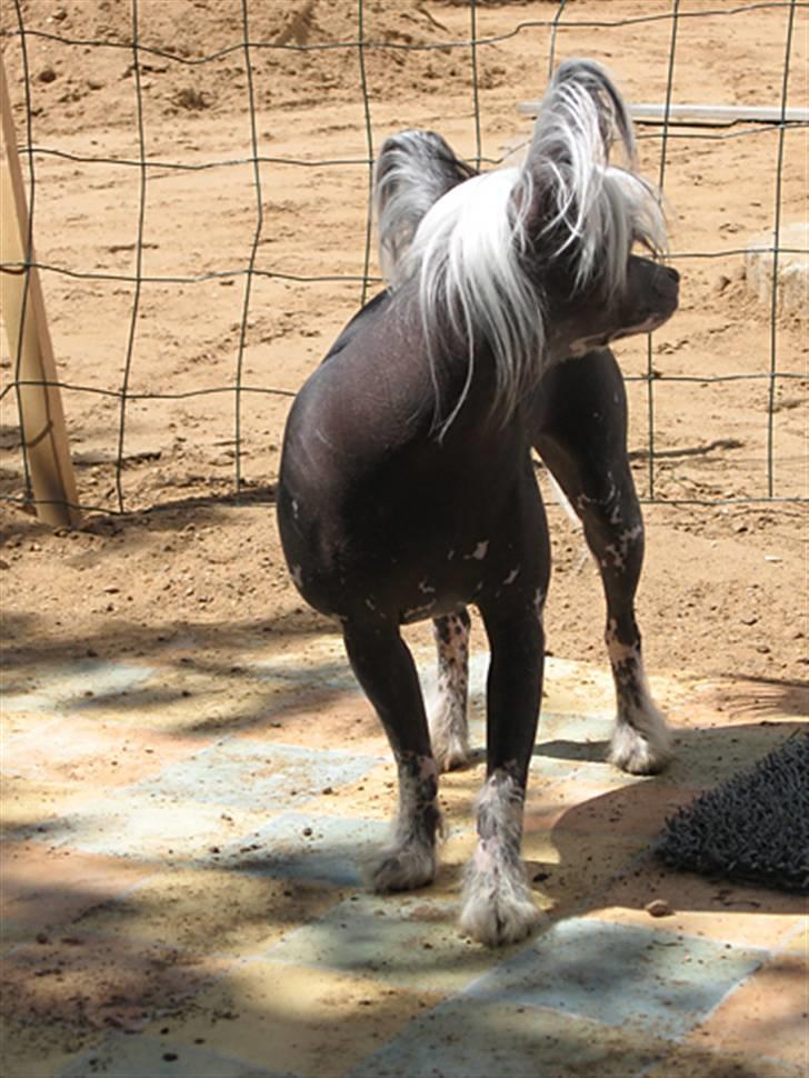 Chinese crested hårløs Jessie billede 12