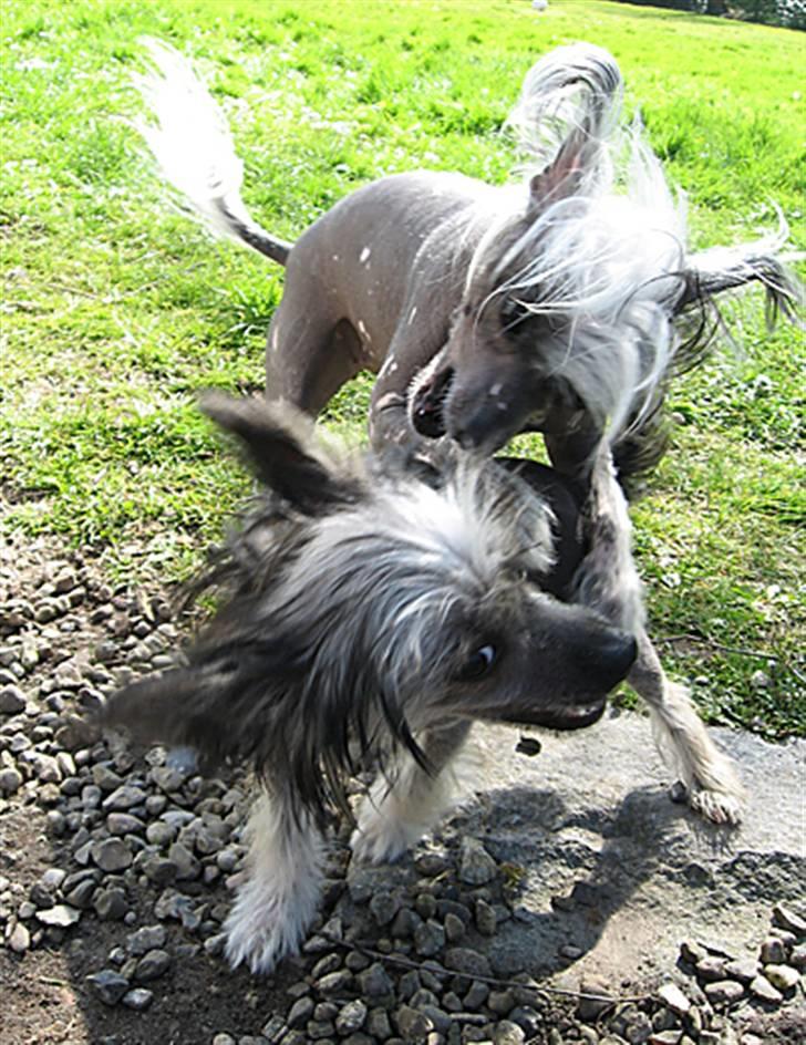 Chinese crested hårløs Jessie - Jessie og hendes veninden "GG" i leg billede 13