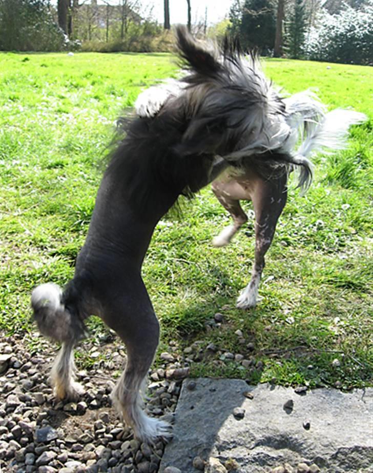 Chinese crested hårløs Jessie - Jessie og hendes veninden "GG" i leg billede 14