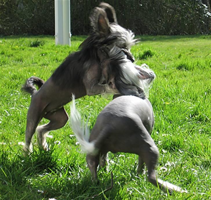 Chinese crested hårløs Jessie - Jessie og hendes veninden "GG" i leg billede 15