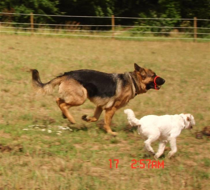 Schæferhund  ' Chijas Zacco (Willy) ' - Skal vi løbe om kap? Det er en bold med gummisnor han har i munden :-) billede 8