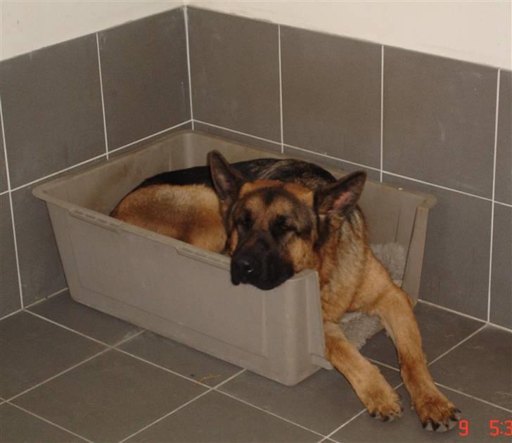 Schæferhund  ' Chijas Zacco (Willy) ' - Willy har taget Terriernes kasse. billede 11