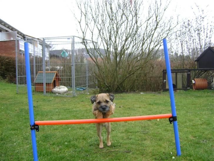 Border terrier .- Zoë -.  { Min'Ged ! :D - Jeg er ved at blive rigtig god .. <333 billede 6