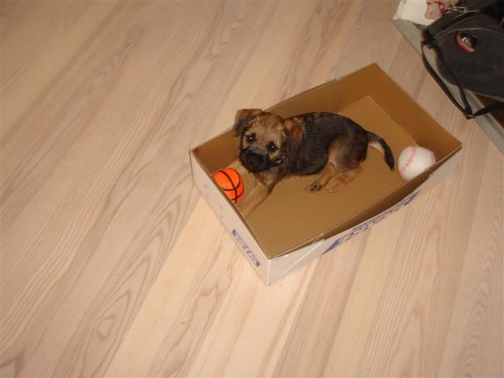 Border terrier .- Zoë -.  { Min'Ged ! :D - Miq og Julie leger gemme... bare hun nu ikk ser miqq <333 billede 7