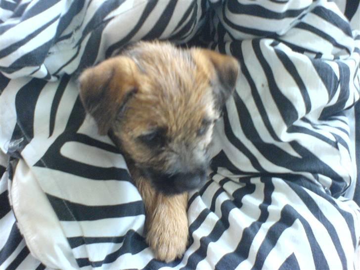 Border terrier .- Zoë -.  { Min'Ged ! :D - Uhh hvor er det hygeligt og ligge i julies dyne <333 billede 8
