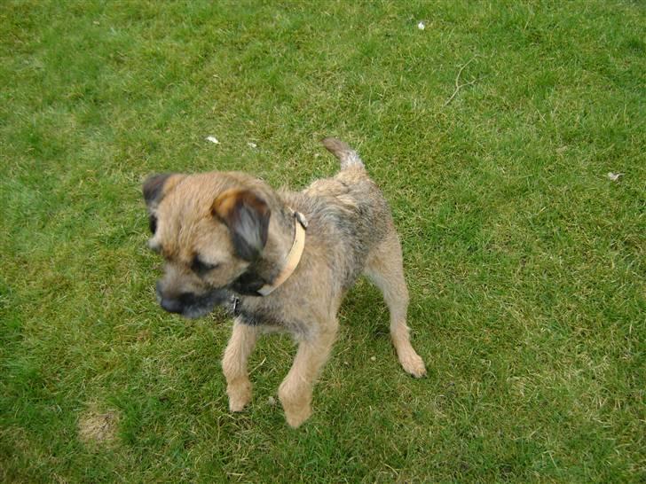 Border terrier .- Zoë -.  { Min'Ged ! :D - Jeg er en hest Proo jeg står på bagben Proo en vild lille hest Proo <333 billede 9
