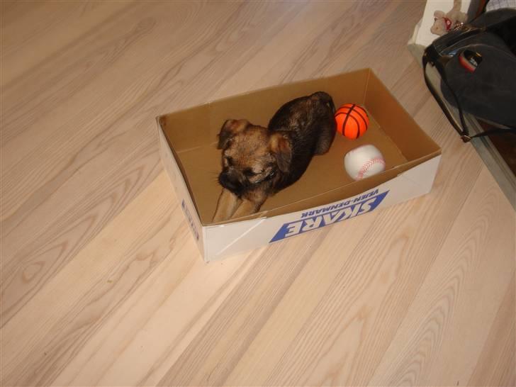 Border terrier .- Zoë -.  { Min'Ged ! :D - gemme leg hehe hunhar ikk set miq indnu tror jeg ikk <333 billede 10