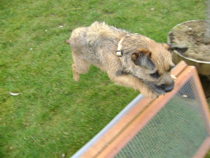 Border terrier .- Zoë -.  { Min'Ged ! :D - Hopla <333 billede 11