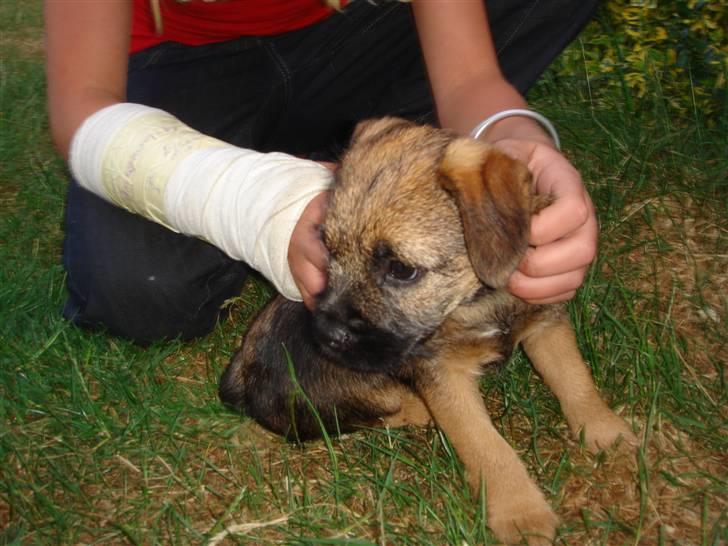 Border terrier .- Zoë -.  { Min'Ged ! :D - uhh hvad kan jeg nu lave af ballade <33 billede 12