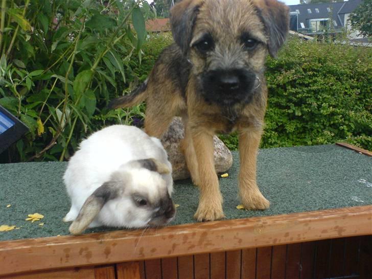 Border terrier .- Zoë -.  { Min'Ged ! :D - Det miqq og min gode kanin ven Nino vi deler cornflecks<33 billede 13