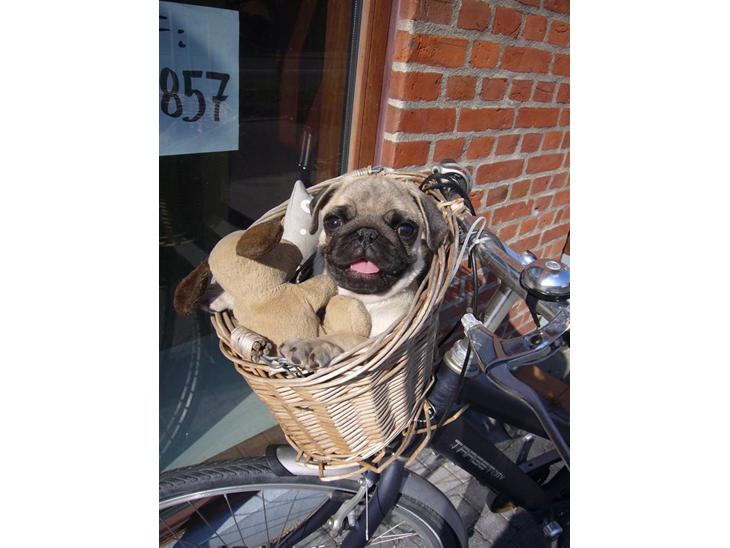 {{currentPhoto.altText}} billede {{currentPhoto.number}}