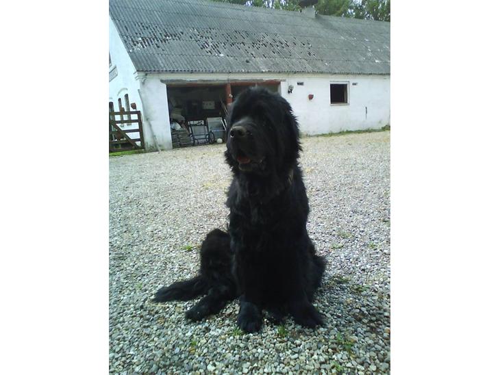 {{currentPhoto.altText}} billede {{currentPhoto.number}}