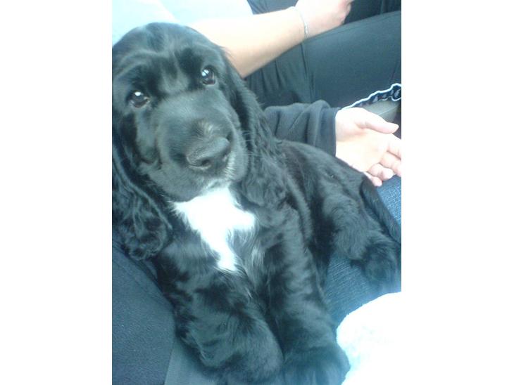 Cocker spaniel Felix - Så skal vi hjem til mit ny hjem. :) billede 1