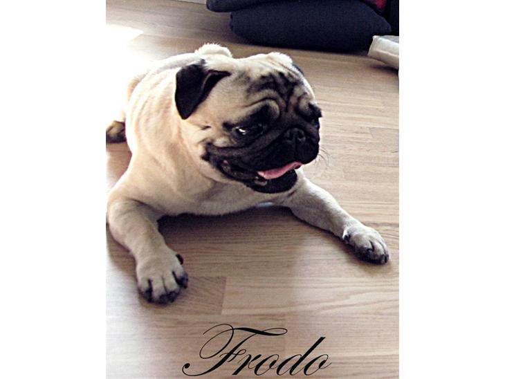 Mops Frodo!(: - Frodo billede 1