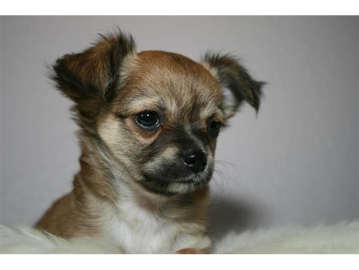 {{currentPhoto.altText}} billede {{currentPhoto.number}}