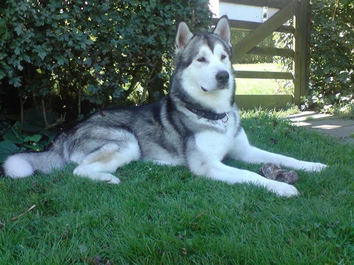Alaskan malamute Kaizer *R.I.P.* - Velkommen til min profil (I´m king of the world) :D billede 1