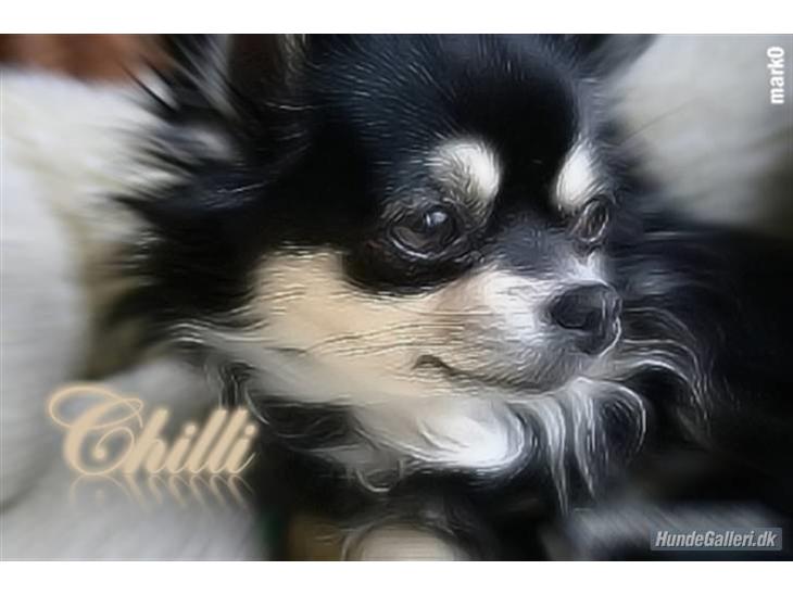 Chihuahua Chilli - Flot billede Mark har lavet af mig billede 1