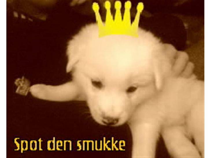 {{currentPhoto.altText}} billede {{currentPhoto.number}}