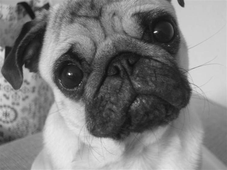 Mops Kayla billede 1