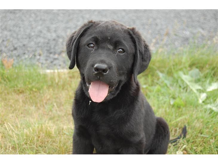 Labrador retriever Baloo - Hej og velkommen til min profil her er jeg hjemme foran min hundegård:) billede 1