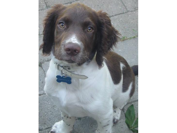 Engelsk springer spaniel Anton billede 1