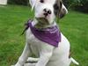 Amerikansk bulldog Coco Flirt