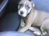 Amerikansk staffordshire terrier Jezzi