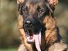 Schæferhund Kløverhorn's Fedor R.I.P. [ Himmelhund]