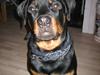 Rottweiler Nuggi