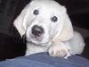 Golden retriever Simba