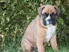 Boxer Jago