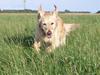 Golden retriever Caseih