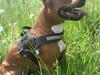 Blanding af racer R.I.P Miklo [ Himmelhund]