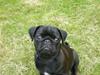 Mops Freja