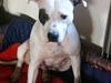 Amerikansk staffordshire terrier KIRI