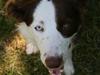 Border collie Balto