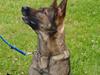 Schæferhund Dj'appes Ippe R.I.P. [ Himmelhund]